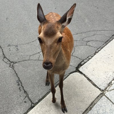 図書館戦争の堂郁と銀魂の沖神推し。ほとんどリツイートといいねばかりです。 成人済みです。