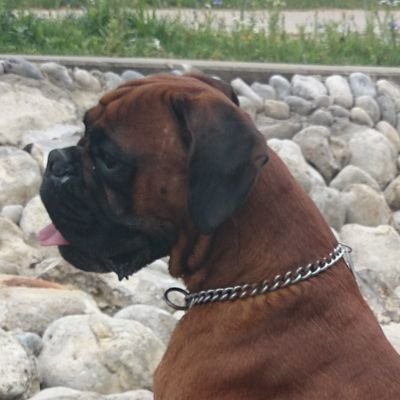 MadjikDexta's profile picture. Looking for the golden idea! #TeamR #ILoveNBA #BoxerAreBestDogs #ExpliqueMoiLeMonde