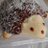 おくびょうはりねずみのアイコン