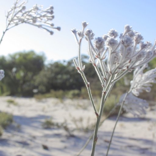 Botanist, ecologist, engineer. Tweets on flora (& fauna), with a focus on West 🇦🇺 and the Top End