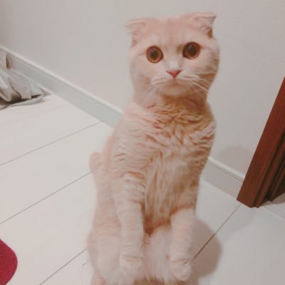 #スコティッシュフォールド のみーちゃんが可愛いのでただただ自己満ツイート/ #猫好きさんと繋がりたい / #猫のいる暮らし
