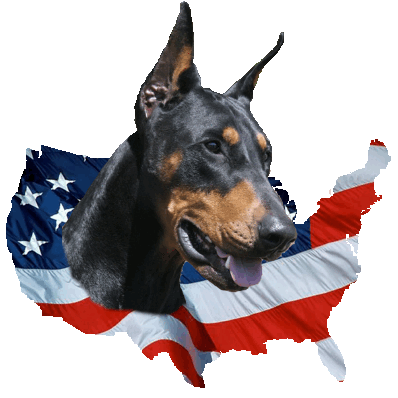 Reagan Conservative, Politics, tech, dogs, history.