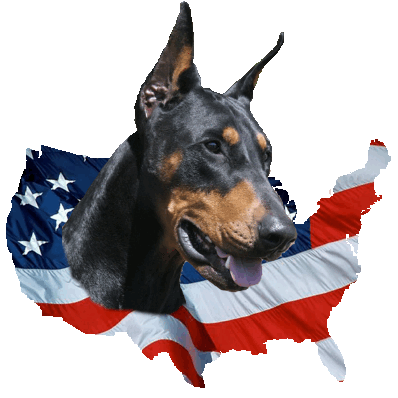 dobermanic Profile Picture