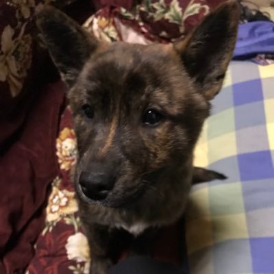 シーバス釣りが大好きな中小企業診断士。愛犬の甲斐犬カイくんとなっちゃんを溺愛しつつ保険代理店にも勤務しています。