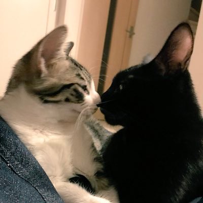保護猫カフェまちねこさんから今のおうちにやってきた長男ロンちゃん。(元ネロくん)繊細ボーイだけど立派なお兄ちゃん☺︎次男げんきくんもお外出身。(元アマちゃん)地域猫ボラさんに保護されていたところ、ご縁があり我が家へやってきてくれました☺︎娘とニャンズが癒しの母さん☺︎新入りノワールちゃんようこそ⭐︎