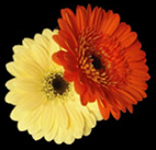 261 Sheffield Rd, Birdwell, Barnsley 01226 745808. Creative independent florist.