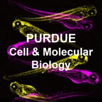 Purdue Cell & Molecular Biology (@purduecellmol) 's Twitter Profile