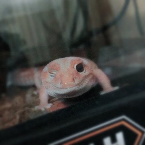 snow1111xさんのプロフィール画像