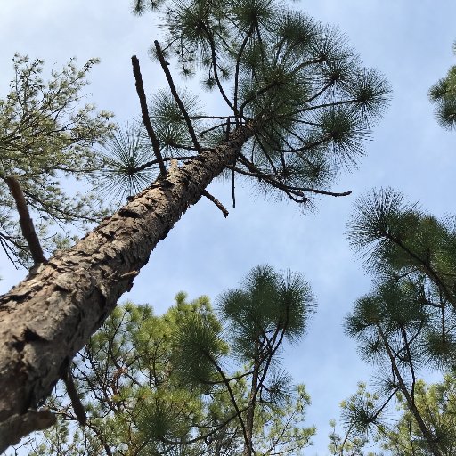 Longleaf Politics Profile
