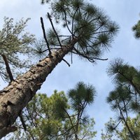 Longleaf Politics (@longleafpol) 's Twitter Profile