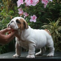 WRGT | NEBUR (@nebur091) 's Twitter Profile