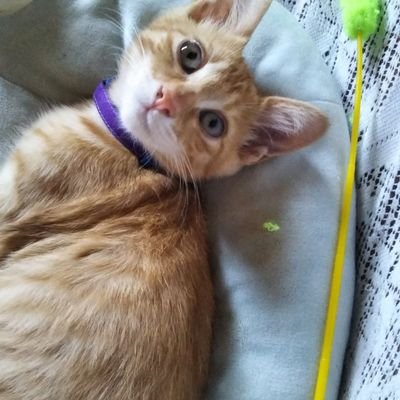 1Gj6nW2qYeka5hB's profile picture. (ΦωΦ)猫好き   4匹🐱🐱🐱🐱🐶( '-' 🐶 )ﾜﾝﾁｬﾝも飼いたい 繊細さん カフェインに成功したり失敗したり
poplleにて  ティアちゃん写真集作成中

メルカリ ニャン お花🌷とワンチャン猫ちゃん大喜利をこよなく愛する自称いい人です(〃ﾟ艸ﾟ)