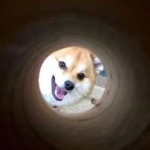 ALLCAPSON's profile picture. 