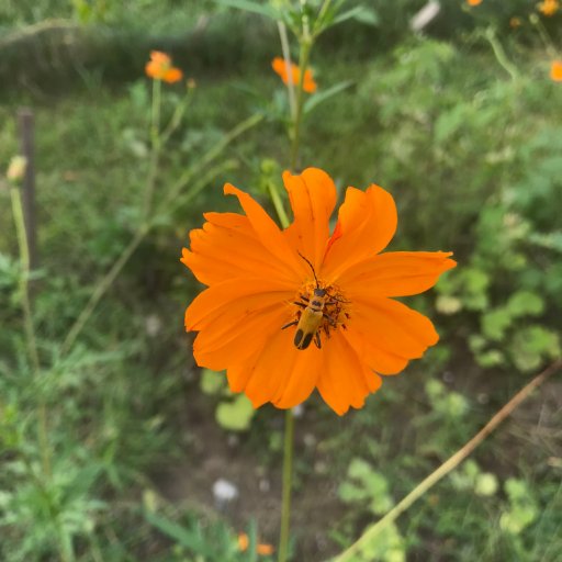 Latinx PhD biogeochemist, carbon/nitrogen trade-off, effects of drought, sustainability, controlled environment agriculture, farming consultant🌱 🌈