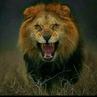 Hefe (@jrescb) 's Twitter Profile