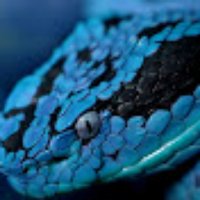 Mr.Snake or Isiah(@realisiahsnake) 's Twitter Profile Photo