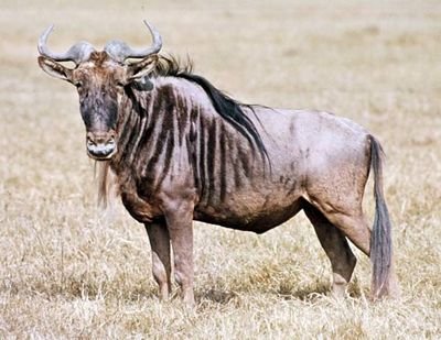 I am the gnu