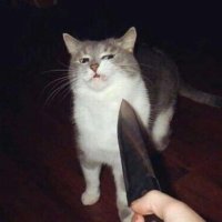 😈😈🐱🐈 (@sandro14583119) 's Twitter Profile