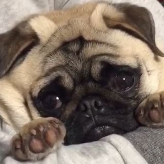 uglypug1's profile picture. 
