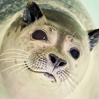 Yatuhasi_Hatuya's profile picture. 演劇の演技コースを卒業したアザラシ🦭 ぶっちゃけ演技以外の事の方が出来る