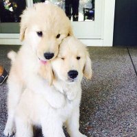 sharon_ (@cherry_sirup) 's Twitter Profile