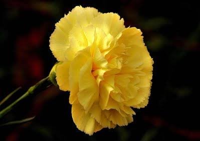 You have given me,yellow carnation.