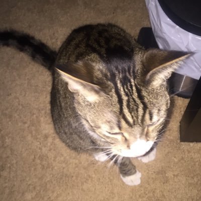 kristenhenry1's profile picture. Attorney & accountant with cats & a slight attitude 💁🏼‍♀️