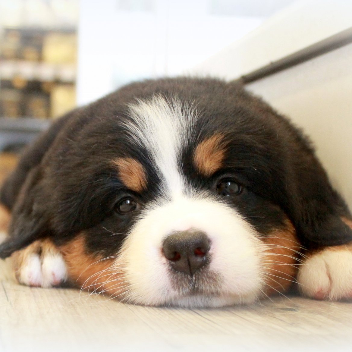 Loveken_inu's profile picture. ようこそ♡
可愛い犬画像投稿します😄
毎日配信します。
朝の出勤前に見て癒されたらなと思って作りました😊
いいね、フォローお待ちしております🎀