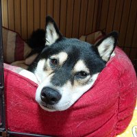 柴犬慎之助 (@shibashinnosuke) 's Twitter Profile Photo 柴犬慎之助 (@shibashinnosuke) 's Twitter Profile Photo