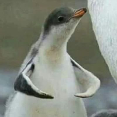 TrustDontVer1fy's profile picture. Having fun staying poor while waiting for Tether to die.