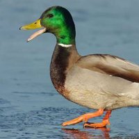 EMF Ducks (@emfducks) 's Twitter Profile