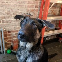 Hector GSD (@ajaxgsd) 's Twitter Profile