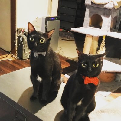猫専門動物病院で働いてます キャットシッター 🐈⬛ 🐈⬛🐈⬛ 無言フォロー失礼します🙇♀ ノイアー(房室中隔欠損症)、カイザ、クルル(猫カフェきゃりこ卒業生)と暮らしてます🐈⬛ ドイツが好き🇩🇪⚽️ KAT-TUNが好き!