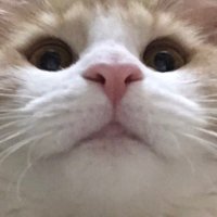 花🌺 シュシュ🎀 虎鉄🐯 (@hana20170120) 's Twitter Profile Photo