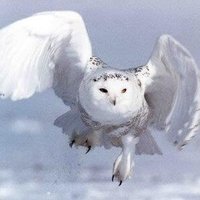 #IndianStatus531 (@bluecedarangel) 's Twitter Profile