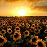 Hayriye C. (@canturkhayriye) Twitter profile photo