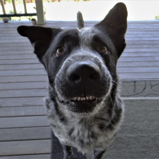 JoanneJorja's profile picture. Passionate woman , loves the Ocean, Sharks, Music, Art , Storms, Family and especially my dog Daryl. Thank you for likes  .Videos @joanne79633723