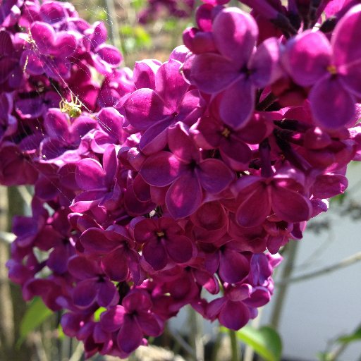 spindersweb's profile picture. 