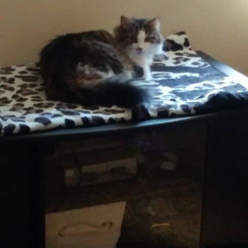 I am just a normal person who loves to play Sims and watch Crime shows. I also have a cat named Bella who is my companion lol
