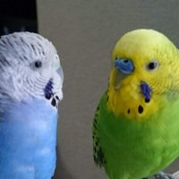 Uchu♪ (@uchu_doll) 's Twitter Profile Photo