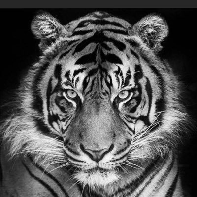 Con mis tigres hasta el final y más allá