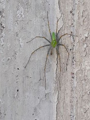 miguesamrom's profile picture. 