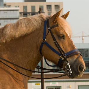 The Portland Police Bureau's Mounted Patrol Unit - Specialists in engaging the community since 1979. Instagram @PPBMPU