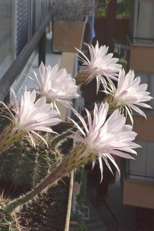 drummadandcrazy's profile picture. I am a musician playing with the four piece band "Loose Change" based in Hastings .