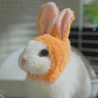 RabbitBigLove (@rabbitbiglove1) 's Twitter Profile