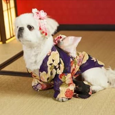 わんこと一緒にお着物イベント レンタル いろは わんこと一緒にhappyセミナー ひな祭り直前 お着物で撮影会 各種セミナーについて ー アメブロに記事書きました 犬セミナー 犬撮影会 犬 撮影 犬モデル 犬カフェ 東京 渋谷 犬着物