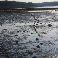 Isle of Wight Archaeology(@IOWarchaeology) 's Twitter Profile Photo