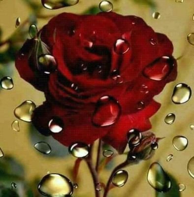 habash_amr's profile picture. 