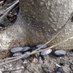 SpottedLanternflyWatch (@spottedwatch) Twitter profile photo SpottedLanternflyWatch (@spottedwatch) Twitter profile photo