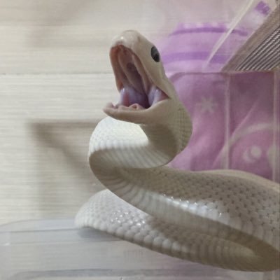 fukuhirou0214's profile picture. コーンスネーク、テキサスラットスネーク、ボールパイソン、ニシアフリカトカゲモドキ、サソリ、アマガエルを飼育しておりやす。趣味はトレーニングとマンガとアニメとなんか作る事。似たような人と仲良くなれとらと思いやすd('∀'*)